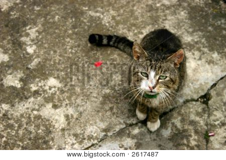 Gri kedi
