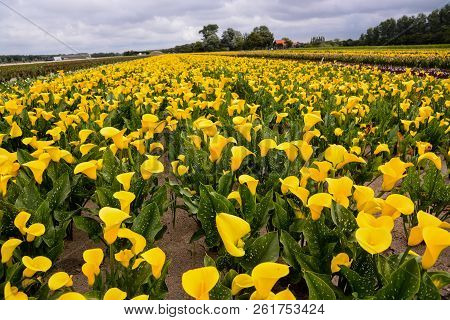 Photo Picture Of Calla Flower Colored Garden Field Cultivation