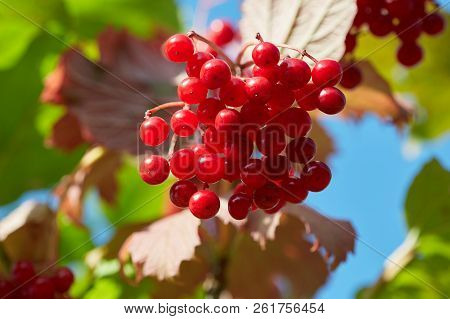 Red Viburnum On A Background Of Sky And Foliage