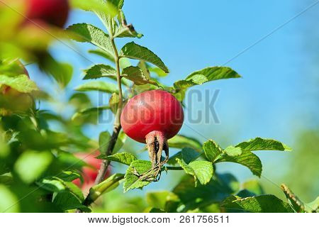 The Ripe Fruit Of The Wild Rose On Background Of Blue Sky