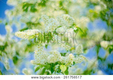 White Lilac And Creamy Bokeh On Blue Sky Background