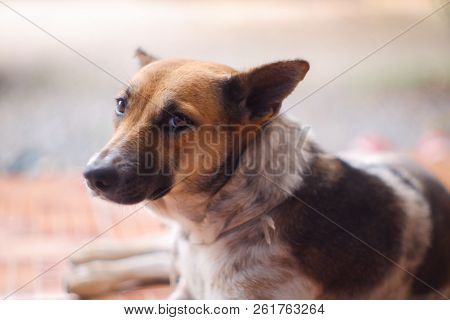 Closed Up Thai Dog Brown And White Colors  Sleep On Brown Floor , Blurred Background