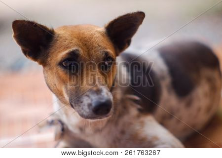 Closed Up Thai Dog Brown And White Colors  Sleep On Brown Floor , Blurred Background