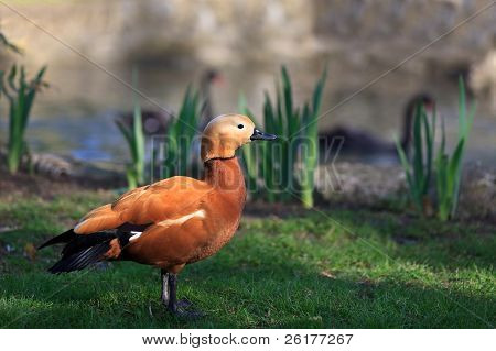 Červený Shelduck
