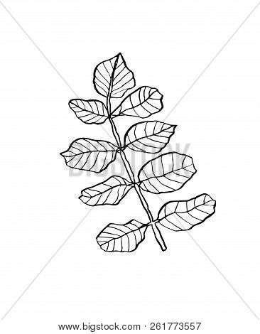 Vector Branch Of Wild Leaves With Streaky