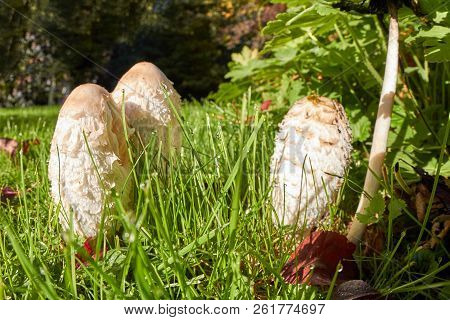 Some Young Mushrooms Grow In Autumn On The Edge Of A Meadow.