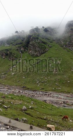 A Mountain Slope With Grass And Cow