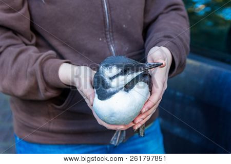 Volunteer At Bird Shelter In The Hague, The Netherlands, Treats Sick Or Injured Guillemot Seabird