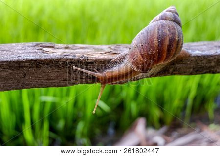 Closed Up. Brown Snail  On Wooden Handrail , Green Blurred Background
