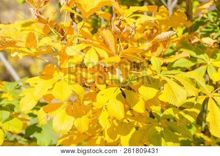 Yellow Chestnut Leaves On A Bush. Bright Golden Leaves