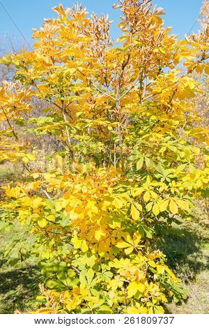 Yellow Chestnut Leaves On A Bush. Bright Golden Leaves