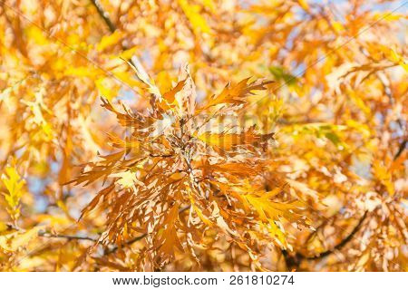 Yellow Maple Leaves. The Leaves Are Hanging On A Tree Of Golden Color.