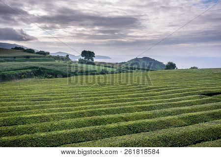 View Of Thea Fields In Ponta Delgada , Azores. Portugal
