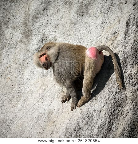 The Large Baboon Or Pavian Monkey Is On The Gray Rock.