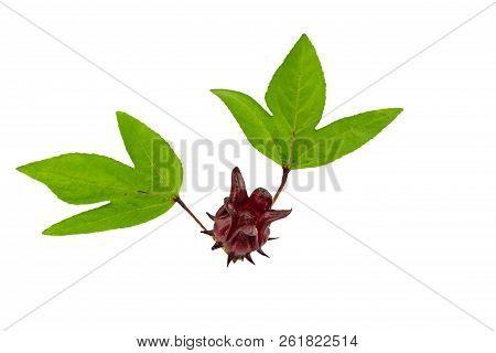 Hibiscus Sabdariffa Or Roselle Fruits And Green Leaf On White Background.saved With Clipping Path.
