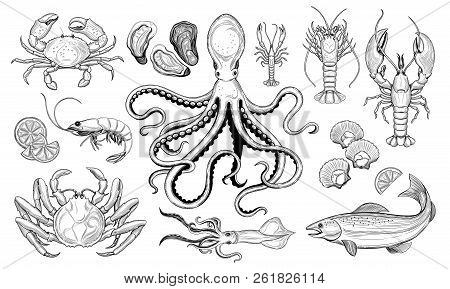 Vector Set. Seafood. Oyster, Sea Scallop, Crab, Shrimp, Lobster, Langoustine, Spiny Lobster,  Octopu