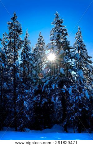 Winter scene of snowy forest pine trees with shunshine and blue sky