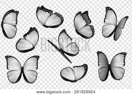 Butterfly White Isolated Vector. Gray Isolated Butterflies.