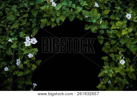 Flowers And Plants Tunnel,blank For Copy,isolated Black Background