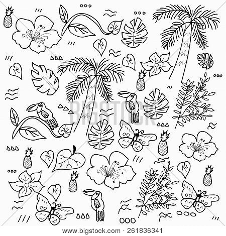 Doodle Style Tropical Theme Vector With Palms, Toucan, Pineapple, Monstera Leaves, Exotic Butterfly.