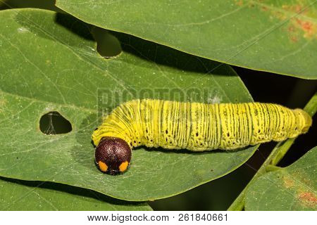 A Silver-spotted Skipper Larva On A Locust Leaf