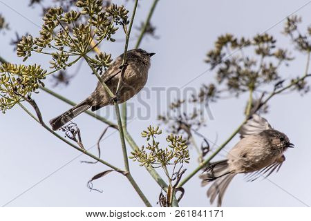 Blue Gray Gnatcatcher Bird Perched On Tree Branch As Comrade Flies Off While Foraging For Food Durin