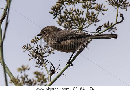 Blue Gray Gnatcatcher Bird Perched On Tree Branch Showing Left Profile While Foraging For Food Durin