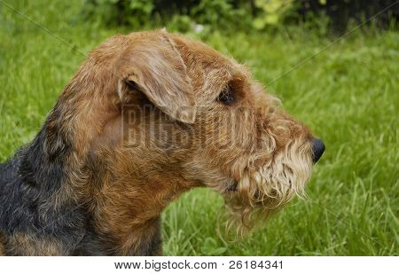 Airedale บนหญ้า