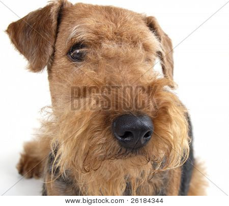 ภาพเหมือนของ Airedale