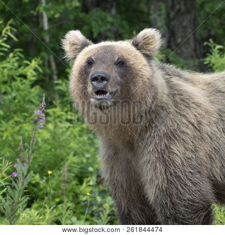 Portrait Hungry Kamchatka Brown Bear Breathes Heavily And Sniffs. Kamchatka Peninsula, Russian Far E
