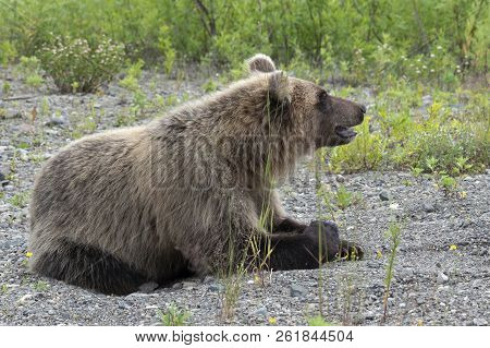 Hungry Kamchatka Brown Bear Lies On Pebbles And Looking Around. Eurasia, Russian Far East, Kamchatka