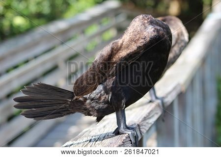 Black Bird With Teal Eyes In Florida