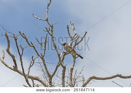 White-spectacled Bulbul In A Tree In Israel