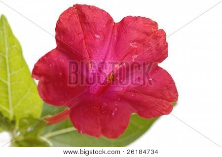 zblízka červené floweret izolovaných na bílém pozadí