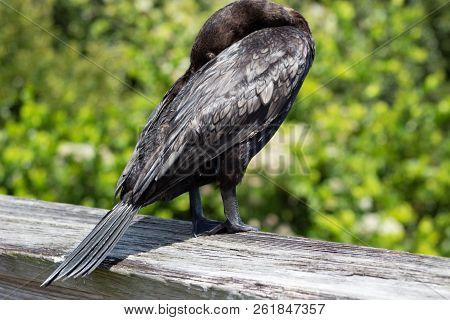 Black Bird With Teal Eyes In Florida