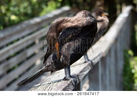 Black Bird With Teal Eyes In Florida