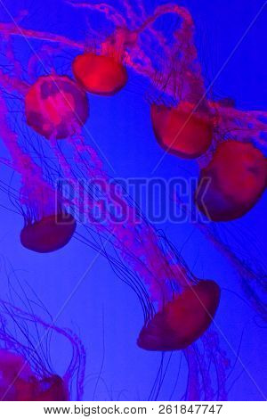 Jellyfish, Pacific Sea Nettle Chrysaora Fuscescens In Canada.