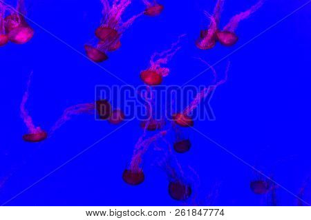 Jellyfish, Pacific Sea Nettle Chrysaora Fuscescens In Canada.