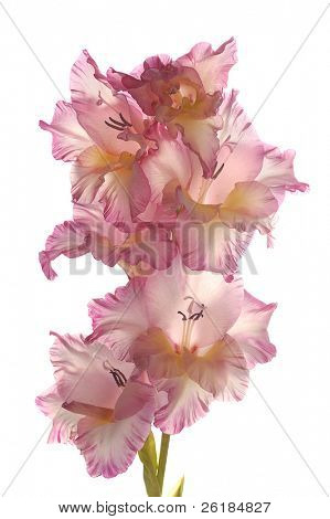 Rosa Gladiole isoliert auf weißem Hintergrund