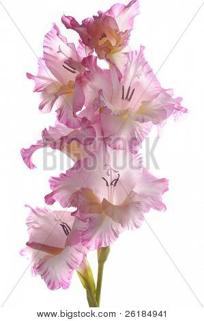 Pink gladiolus isoleret på hvid baggrund