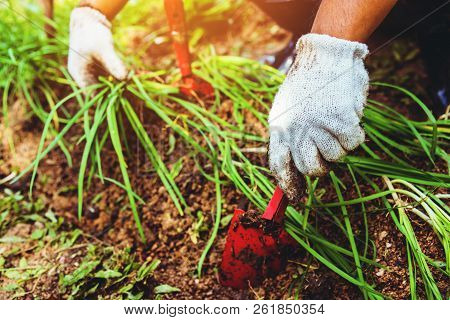 Asian Man Plant Vegetables Gardening At The Backyard. Asian Man Dig Into Soil The Vegetable Garden.