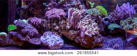 Underwater Coral Reef Landscape Background In The Deep Lilac Ocean