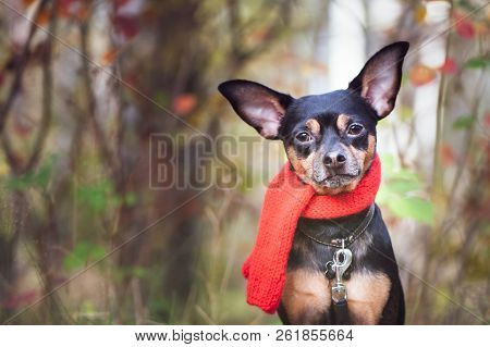 Smart Dog  Terrier With Ideal Data Stands In The Autumn Forest And Looks Into The Camera.wearing A R