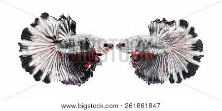 Fighting Fish, Beautiful Fish, Beautiful Color Fighting Fish Siam, White Background