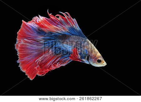 Fighting Fish, Beautiful Fish, Beautiful Color Fighting Fish Siam, Black Background.
