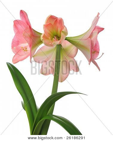 blühende Amaryllis isoliert auf weißem Hintergrund