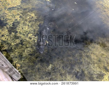 Alligator Enjoying Sun In Florida