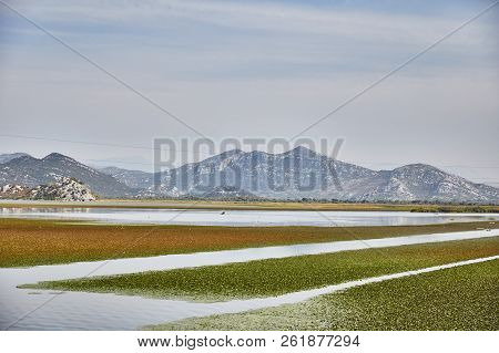 Skadar Lake. National Park. Famous Place. Water Lilies On The Water. Montenegro. Summer