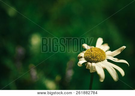 Chamomile Without A Few Petals On A Green Background