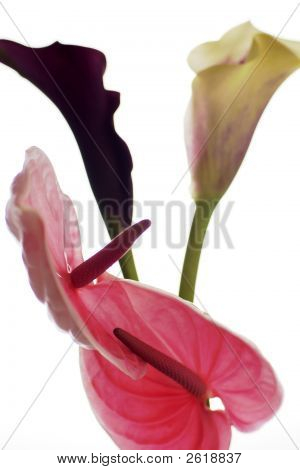 Blommor på vit bakrund